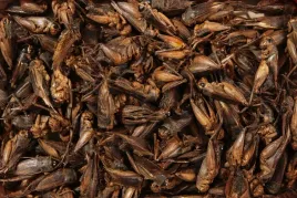 suszone-swierszcze-pokarm-glopex-5kg-crickets