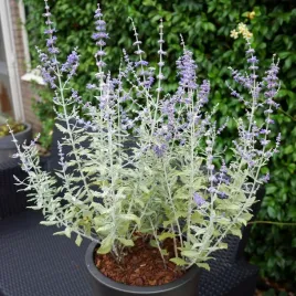 perovskia-silvery-blue-perovskia-atriplicif-p9