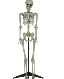 ruchomy-szkielet-na-podstawie-155-cm