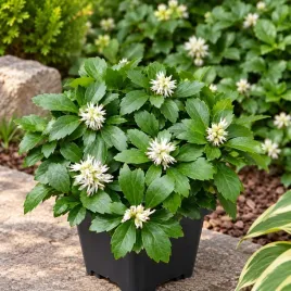 runianka-green-carpet-gesty-zielony-dywan-do-cienia-sadzonka-p9-3-sztuki