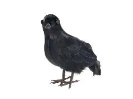 czarna-wrona-pokryta-piorami-22-cm-halloweenowa-dekoracja-widmann