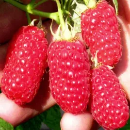malina-wczesna-ogromne-owoce-sadzonki-maliny-gigant