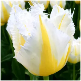 tulipan-strzepiasty-lemon-beauty-cebulki-1-szt-gratis