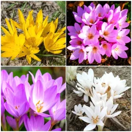 zimowit-jesienny-colchicum-sternbergia-zestaw-mix-cebulki-4-szt-gratis