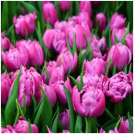 tulipan-pelny-wczesny-double-price-cebulki-5-szt-gratis