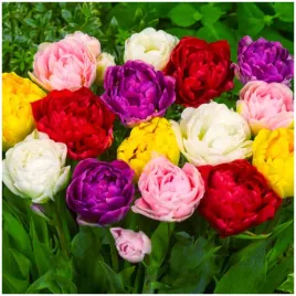 tulipan-pelny-double-zestaw-mixed-cebulki-25-szt-gratis
