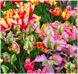 tulipan-parrot-zestaw-mix-kolorow-cebulki-5-szt-gratis