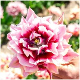 tulipan-pelny-magic-sensation-cebulki-5-szt-gratis