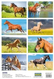 naklejki-konie-do-szkoly-biura-jakosc