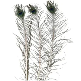 pawie-pioro-dekoracyjne-100cm-pawia-prawdziwe-do-stroikow-dekoracji-3-szt