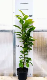 kasztan-jadalny-80-100-cm-w-doniczce