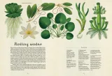 botanicum-wiek-dziecka-brak-informacji