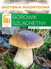 mikoryza-borowik-szlachetny-lesne-grzyby-grzybnia