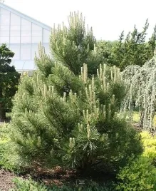 sosna-czarna-sadzonki-25-55-cm-pinus-nigra-szkolkowane