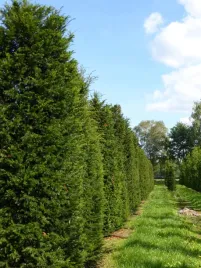 cis-sadzonki-taxus-baccata-30-60-cm-szkolkowane