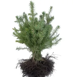 daglezja-zielona-dauglas-sadzonki-szkolkowane-20-40-cm-idealne-na-zywoplot
