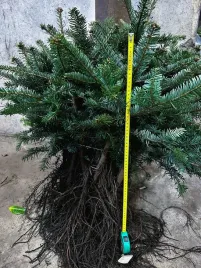 jodla-kaukaska-4-letnia-szkolkowana-sadzonki-na-plantacje-pierwszy-gatunek