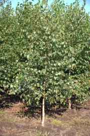10-sztuk-brzoza-brodawkowata-sadzonki-150-200cm-szkolkowana