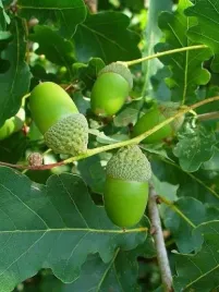 dab-szypulkowy-quercus-robur-120-150-cm-sadzonki-szkolkowne