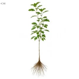 klon-jawor-acer-pseudoplatanus-120-150-cm-sadzonki-szkolkowane