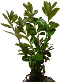 laurowisnia-novita-sadzonki-40-60-cm-na-zywoplot-zimozielony-caly-rok