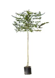 grab-pospolity-ekran-premium-wyplatany-solitery-carpinus-betulus-10-12-cm