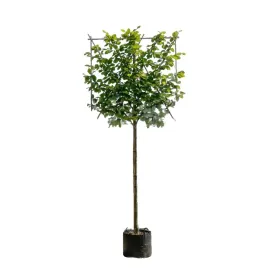 buk-pospolity-ekran-premium-wyplatany-solitery-fagus-sylvatica-12-14-cm-1