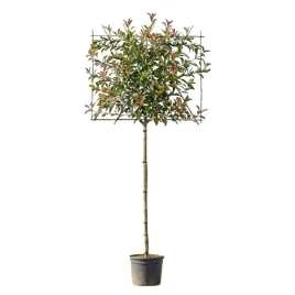 glogownik-red-robin-ekran-premium-wyplatany-solitery-photinia-fraseri-re