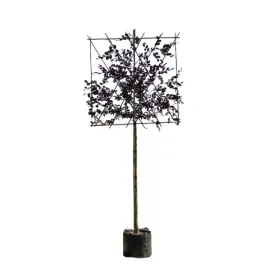 buk-purpurowy-atropunicea-ekran-premium-wyplatany-solitery-fagus-sylvatic