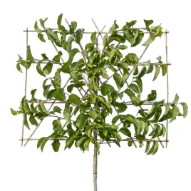 magnolia-kobus-ekran-premium-wyplatany-solitery-magnolia-kobus-10-12-cm-1