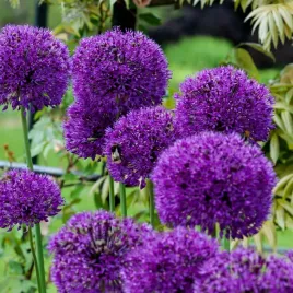czosnek-gigant-ozdobny-cebulki-czosnku-cebulka-alium-purple-rain-5szt-12-14