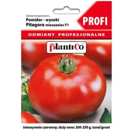 pomidor-pitagora-f1-10-nasion-plantico