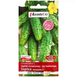 ogorek-soplica-f1-nasiona-inkrustowane-5g-plantico