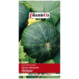 dynia-ambar-nasiona-5g-plantico