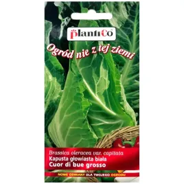 kapusta-glowiasta-cuor-di-bue-grosso-nasiona-1g-plantico