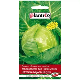 kapusta-glowiasta-ditmarska-najwczesniejsza-nasiona-2g-plantico