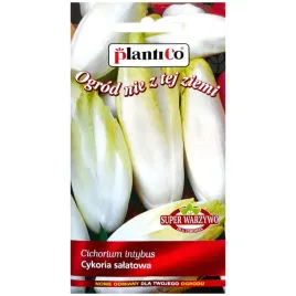 cykoria-mechelse-middelvroeg-nasiona-2g-plantico