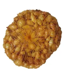cebula-dymka-zimujaca-senshyu-yellow-8-21-mm-05-kg-pnos