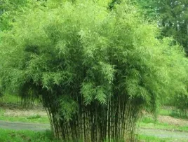 bambus-fargesia-olbrzymia-pingwu-20-40cm-c1