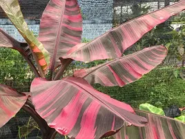 bananowiec-musa-nono-sadzonka-20-40cm-c2