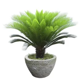 palma-sagowiec-cykas-cycas-revoluta-30-40cm-c2