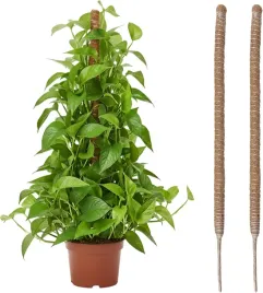 paleczki-kokosowe-naturalne-wlokno-dla-pnaczy-60-cm-2-sztuki-podpora