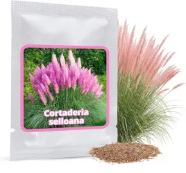 nasiona-rozowej-trawy-pampasowej-cortaderia-150-szt-mrozoodporna-3-m