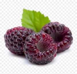 malina-purpurowa-czarna-powtarzajaca-owocowanie-sadzonka-w-doniczce-p9