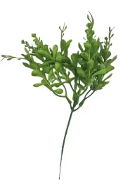 galazka-bukszpanu-borowka-z-odrostami-23-cm-1-szt-borowka04