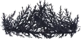 wianek-kwiatowy-gotycki-regulowany-halloween-renesansowy-tiara