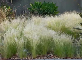 stipa-ostnica-cieniutka-ponytails-trawa-ozdobna-bylina-kepa-sadzonki-p9