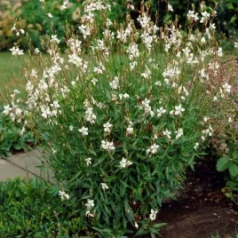 gaura-whirling-butterflies-bylina-biale-kwiaty-do-ogrodu-rabaty-sadzonki-p9