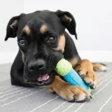 kong-corestrength-bone-s-m-gryzak-dla-psa-marka-kong