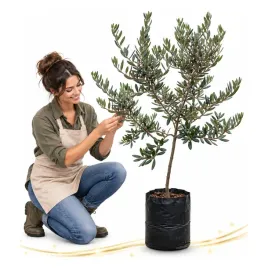 drzewko-oliwne-oliwka-olea-oblica-2-3-lata-75-115cm-dom-ogrod-lacreativa